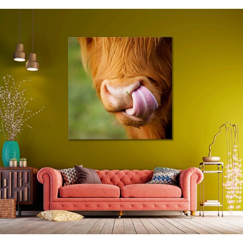 Square Canvas Highland Cow Portrait Photograph High Quality Print 100% Australian Made