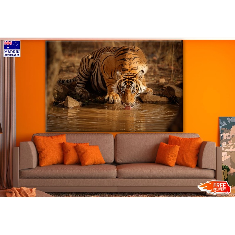 Tiger Drinking Water from Water Stream Photograph Print 100% Australian Made