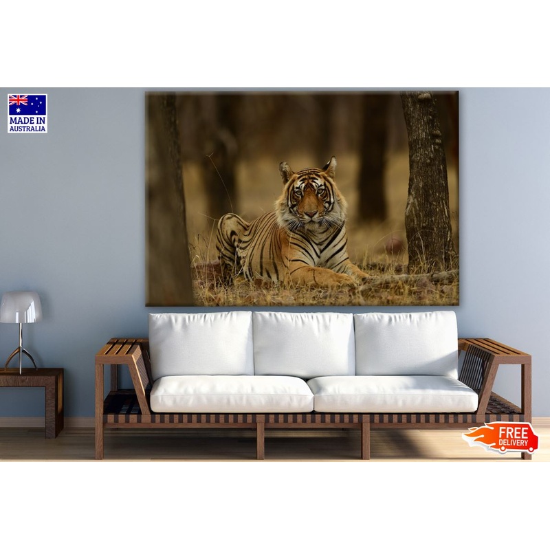 Tiger in Forest Photograph Print 100% Australian Made