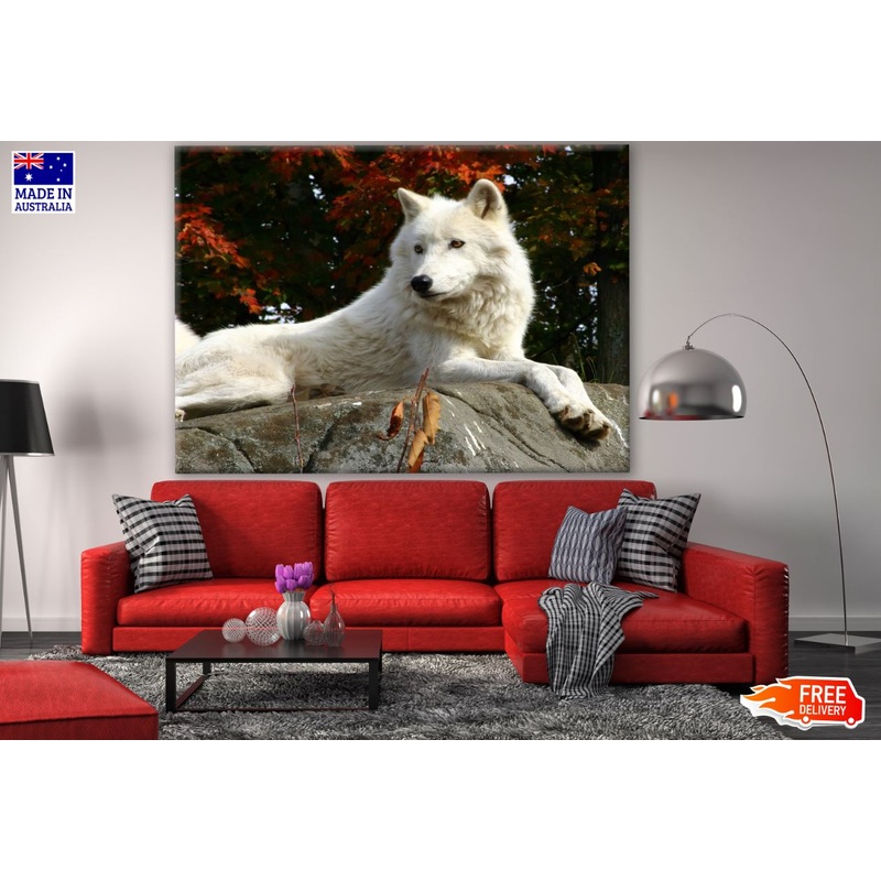 White Wolf in Forest Photograph Print 100% Australian Made