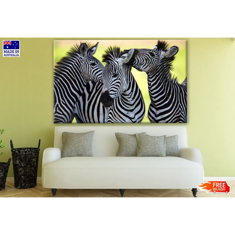 Zebras Portrait Photograph Print 100% Australian Made