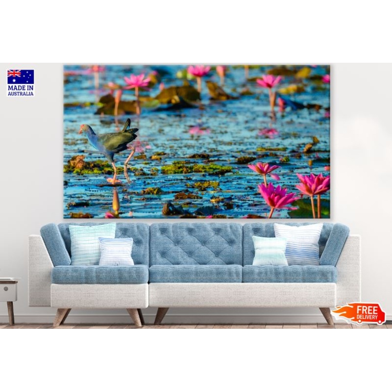 Beautiful Bird Walking Over Lotus Lake Photograph Print 100% Australian Made