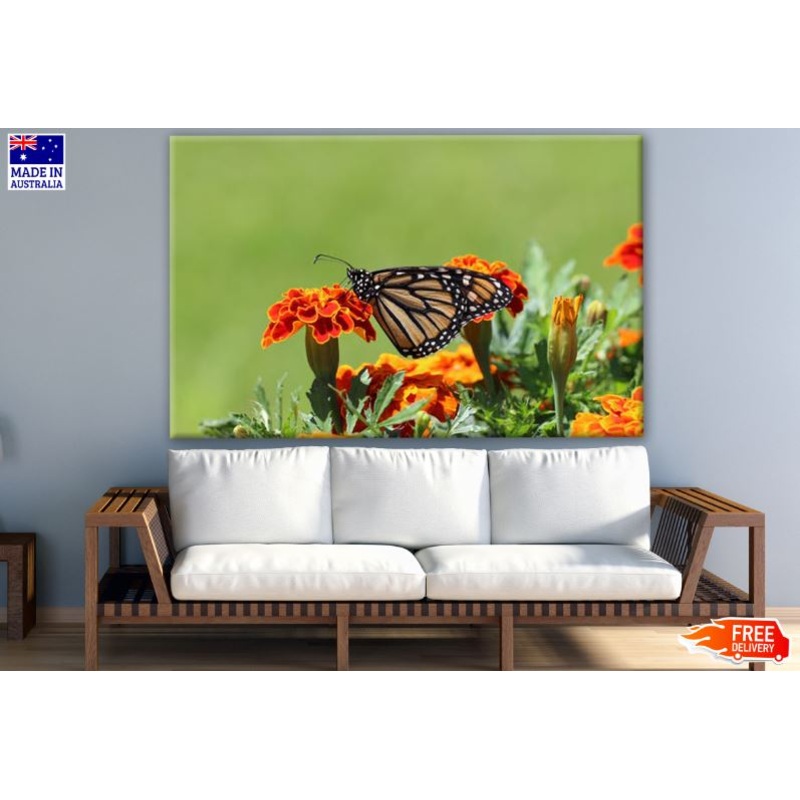Butterfly on a Orange Flower Photograph Print 100% Australian Made