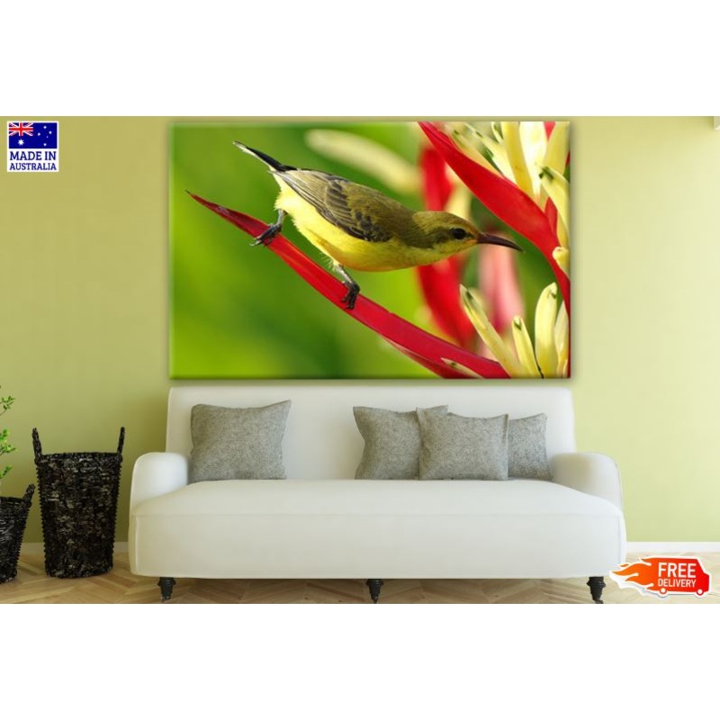 Colorful Bird On a Tree Closeup Photograph Print 100% Australian Made