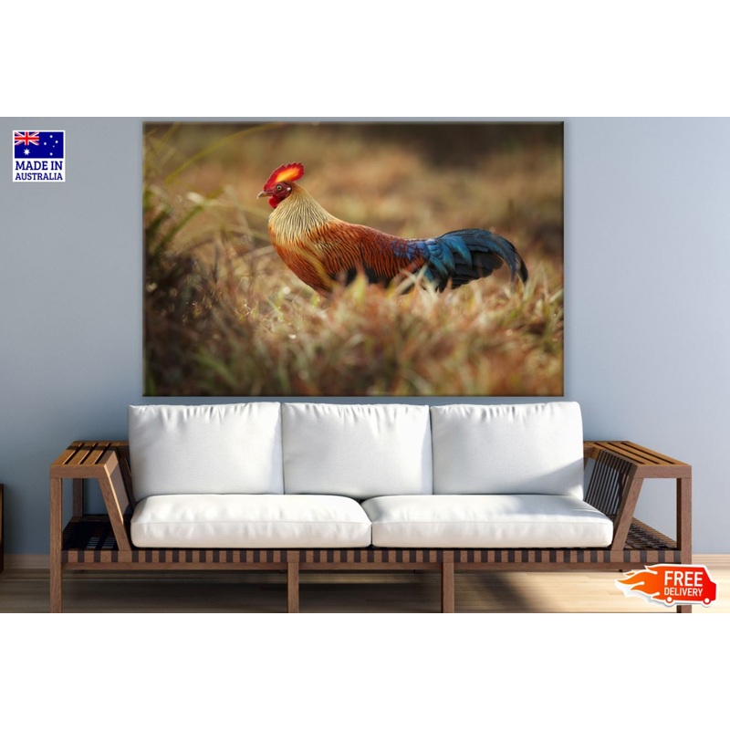 Rooster Photograph Print 100% Australian Made