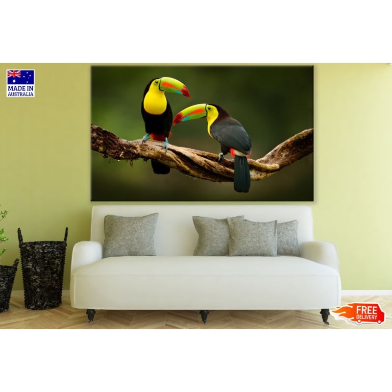 Toucan Birds Sitting On a Tree Photograph Print 100% Australian Made