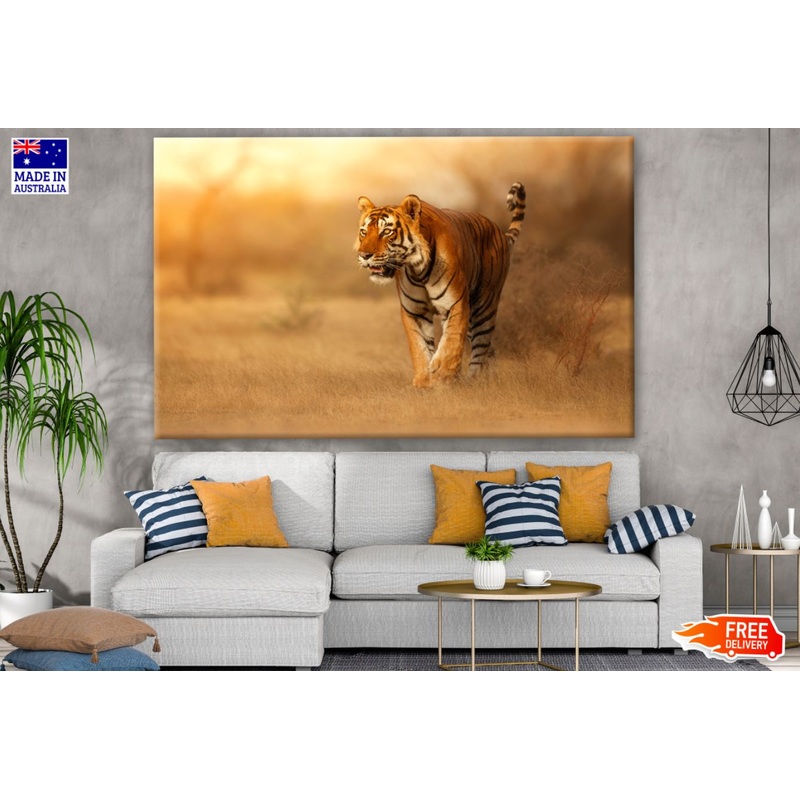 Walking Tiger at Sunset Photograph Print 100% Australian Made