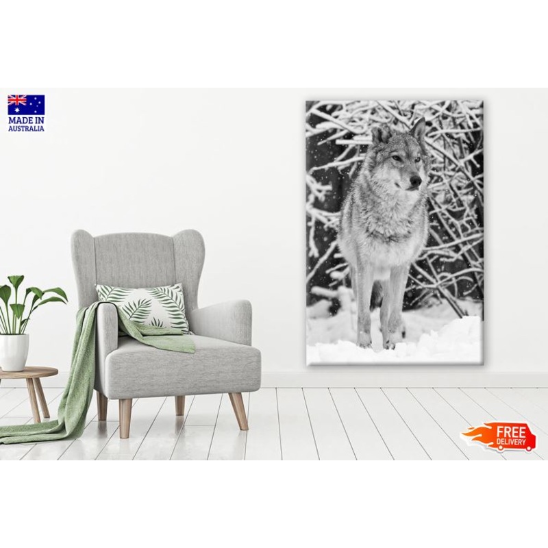 Wolf on Snow Closeup B&W Photograph Print 100% Australian Made