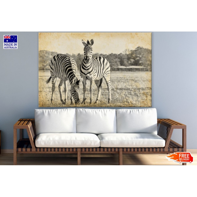 Zebras Vintage Photograph Print 100% Australian Made