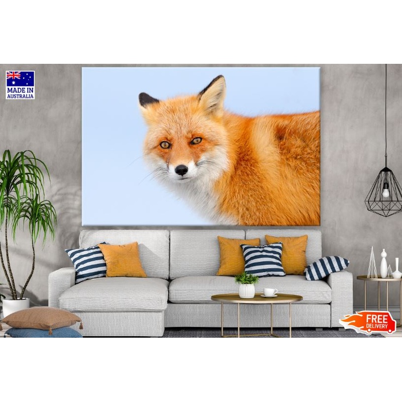 Beautiful Fox Portrait Photograph Print 100% Australian Made