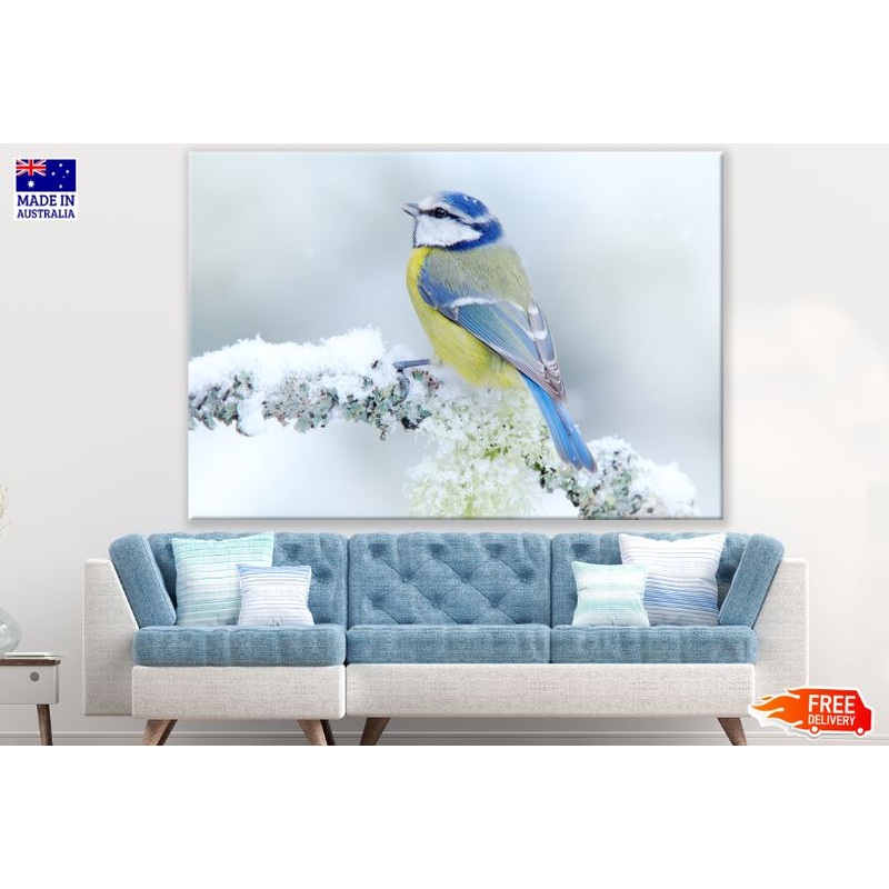 Blue Tit Bird on a Frozen Tree Branch Photograph Print 100% Australian Made