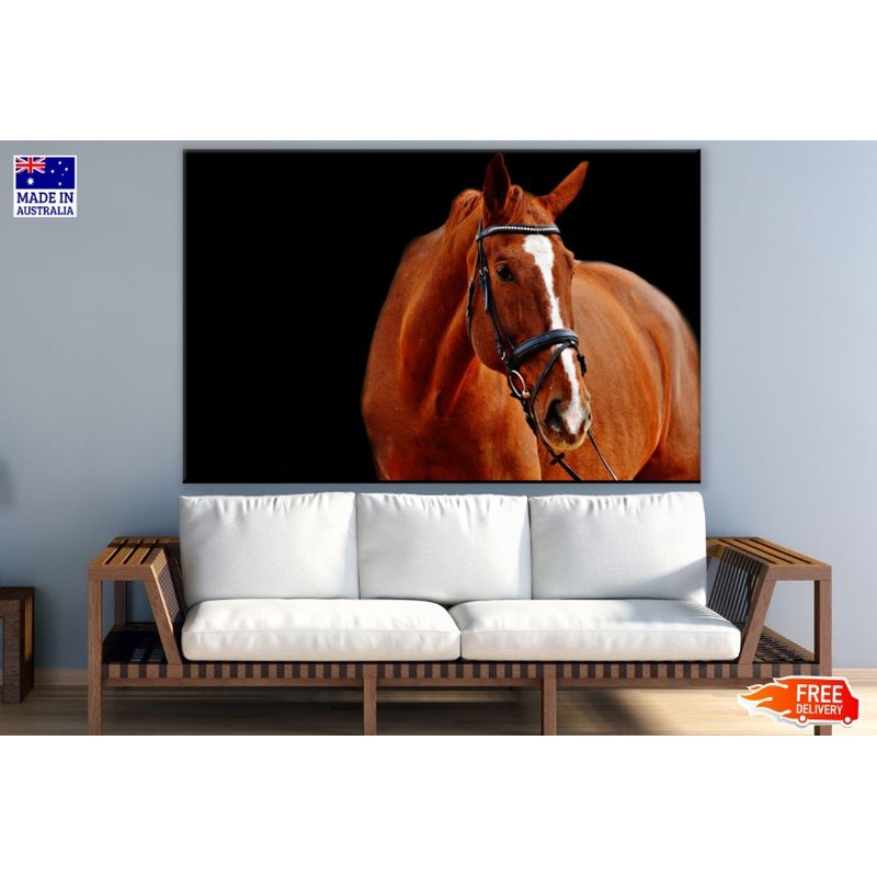Brown Horse Portrait Photograph Print 100% Australian Made