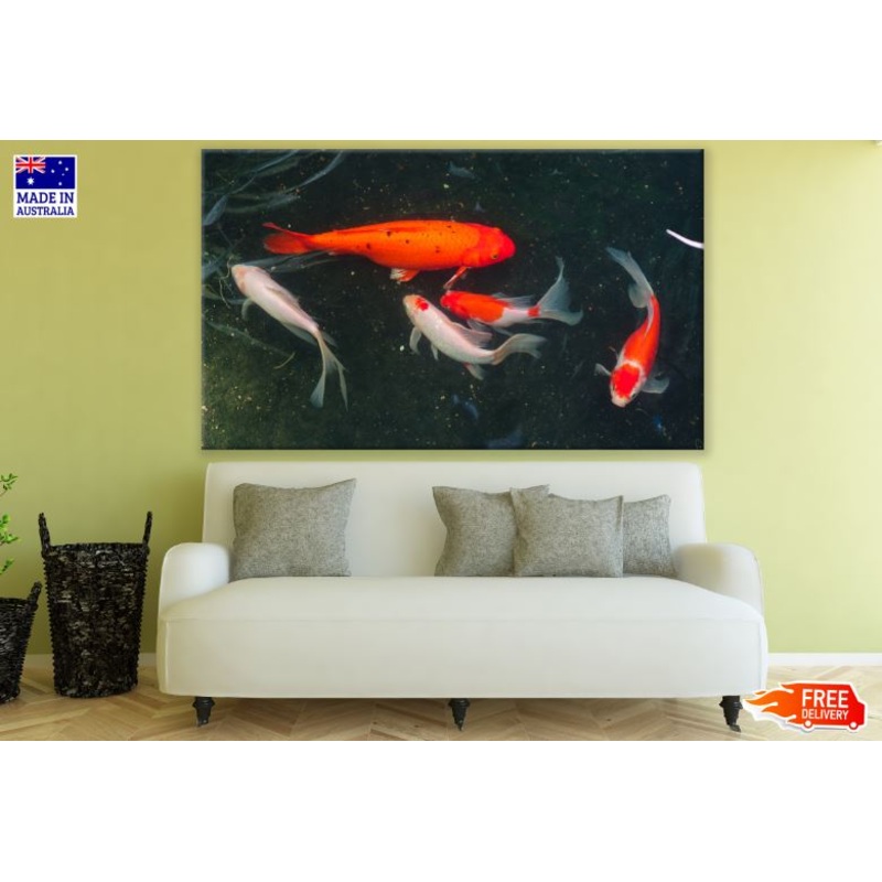 Colorful Fish in a Pond Photograph Print 100% Australian Made