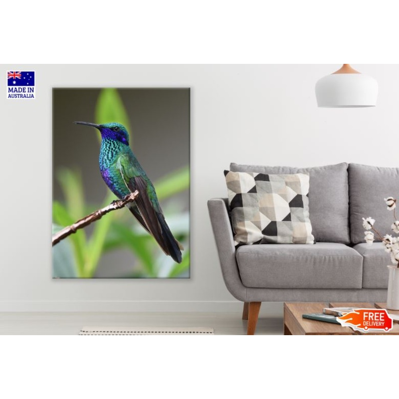 Colorful Humming Bird Photograph Print 100% Australian Made