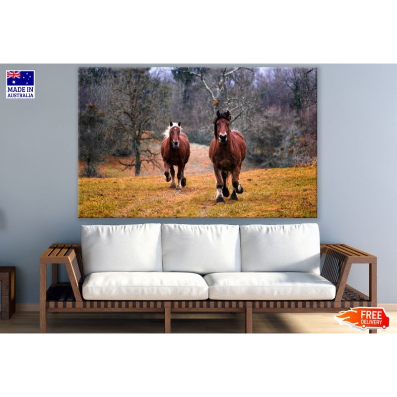 Running Brown Wild Horses Photograph Print 100% Australian Made