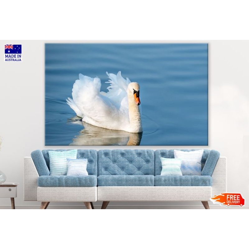 Swan on a Lake Closeup Photograph Print 100% Australian Made