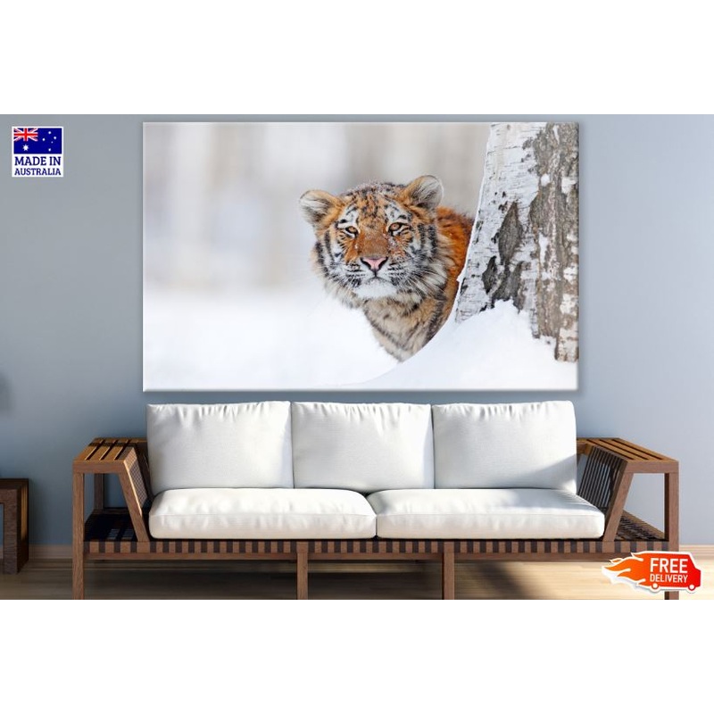 Tiger in Snow Forest Portrait Photograph Print 100% Australian Made