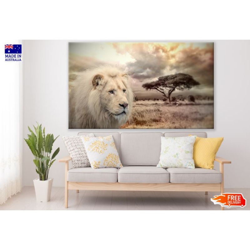 White Lion on Field Photograph Print 100% Australian Made