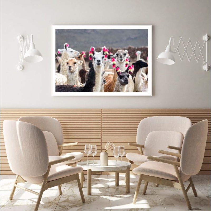 Alpacas Herd Photograph Home Decor Premium Quality Poster Print Choose Your Sizes