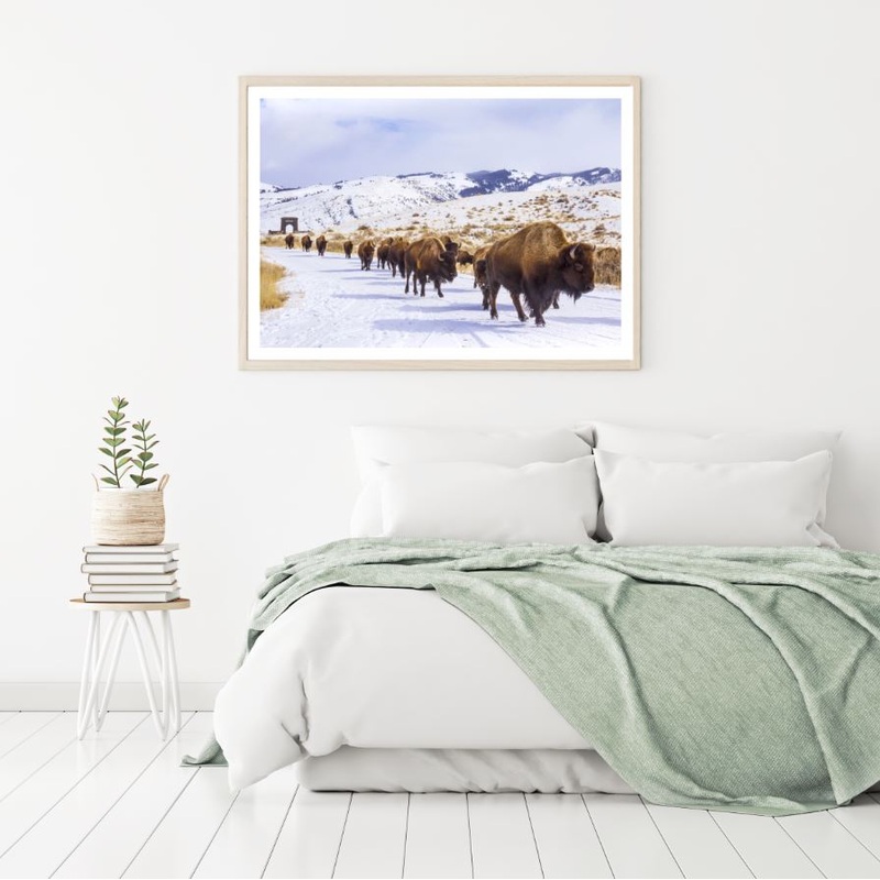 Bison Herd Walk on Snow Road Scenery Photograph Home Decor Premium Quality Poster Print Choose Your Sizes