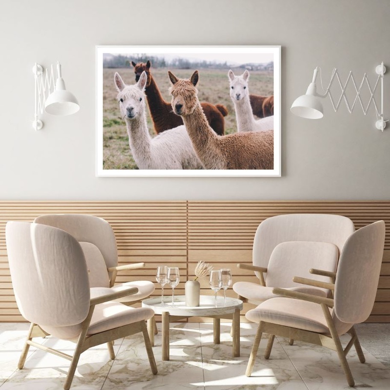 Alpaca Herd in Field Photograph Home Decor Premium Quality Poster Print Choose Your Sizes