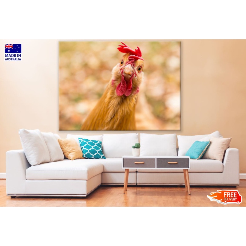 Rooster Closeup Portrait Photograph Print 100% Australian Made