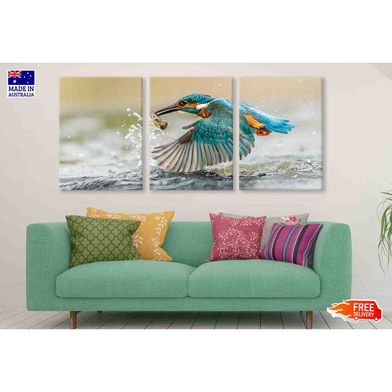 3 Set of Kingfisher Bird View Photograph High Quality Print 100% Australian Made Wall Canvas Ready to Hang
