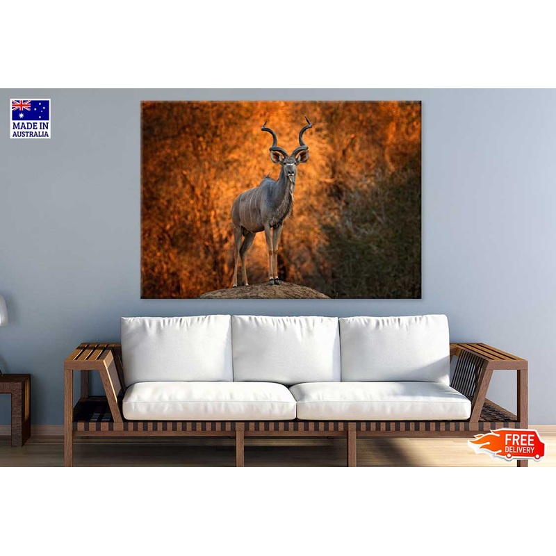 African Antelope View Photograph Print 100% Australian Made