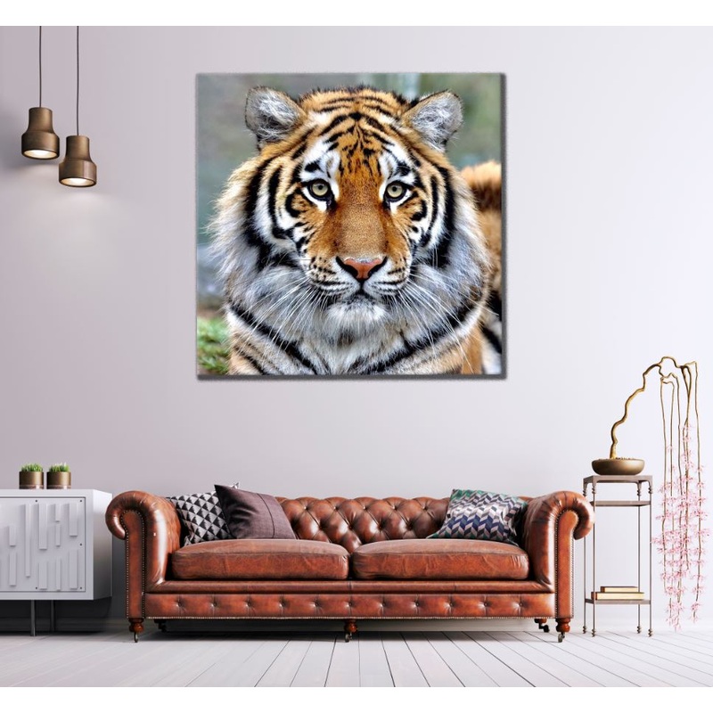 Square Canvas Tiger Portrait Photograph High Quality Print 100% Australian Made