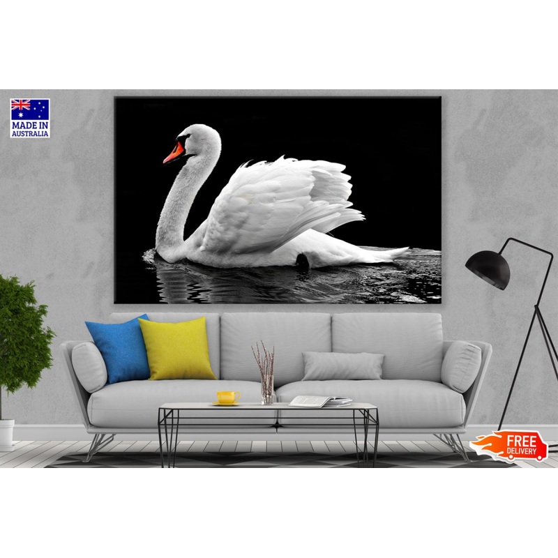 Swan on Lake Closeup Photograph Print 100% Australian Made