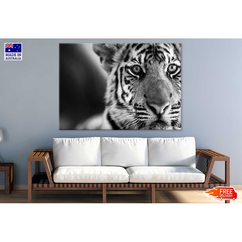 Tiger Face B&W Closeup Photograph Print 100% Australian Made