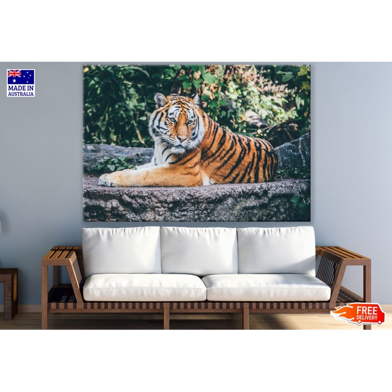 Tiger Portrait Closeup Photograph Print 100% Australian Made