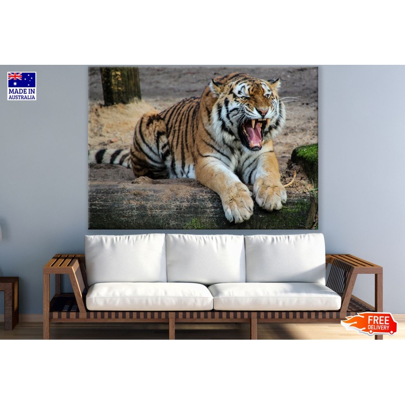 Tiger Roaring Closeup Photograph Print 100% Australian Made