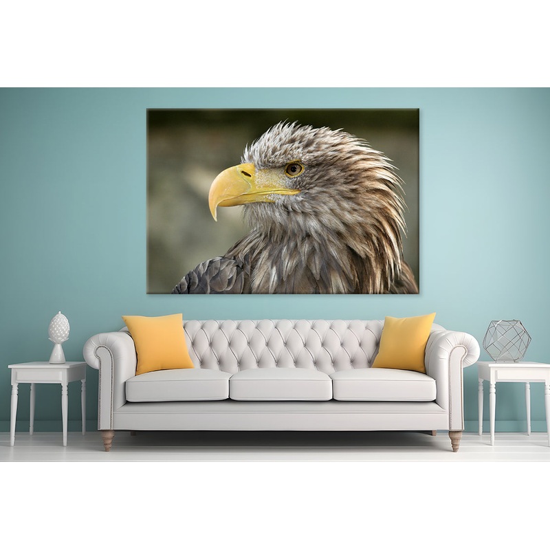 White-Tailed Eagle Close-Up Portrait  Wall Art Decor 100% Australian Made