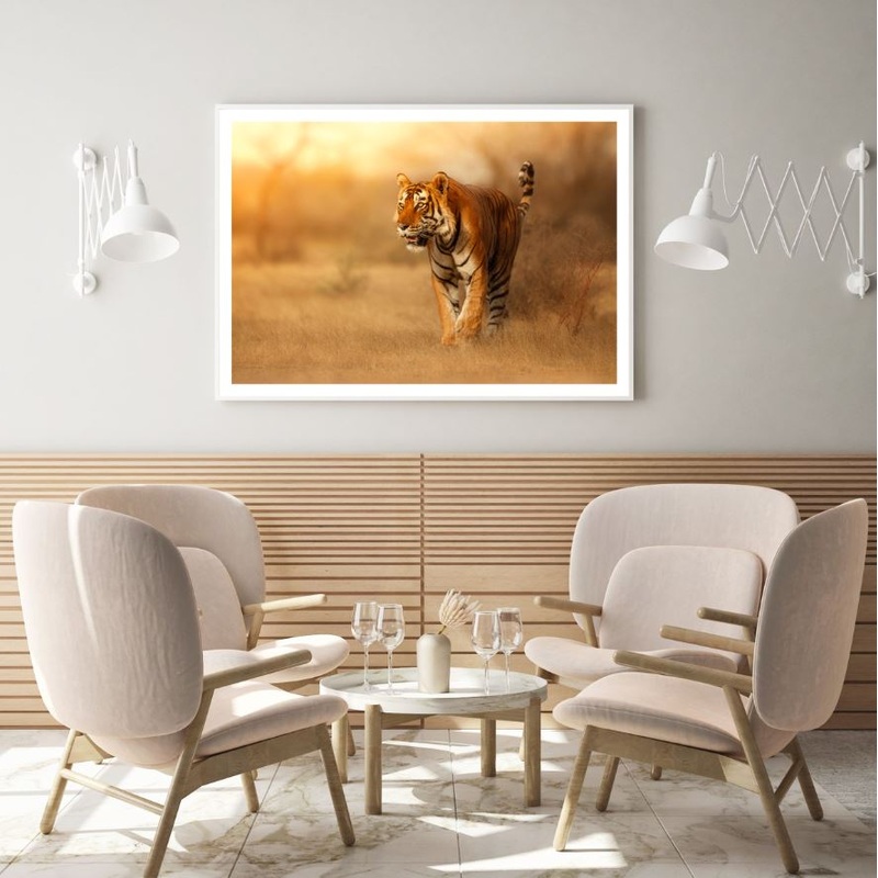 Tiger Walking Sunset Photograph Home Decor Premium Quality Poster Print Choose Your Sizes