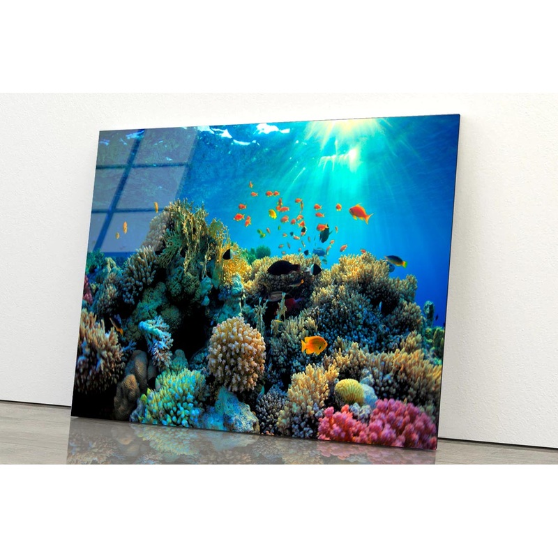 Beautiful Coral Reef and Mach Fish Acrylic Glass Print Tempered Glass Wall Art 100% Made in Australia Ready to Hang