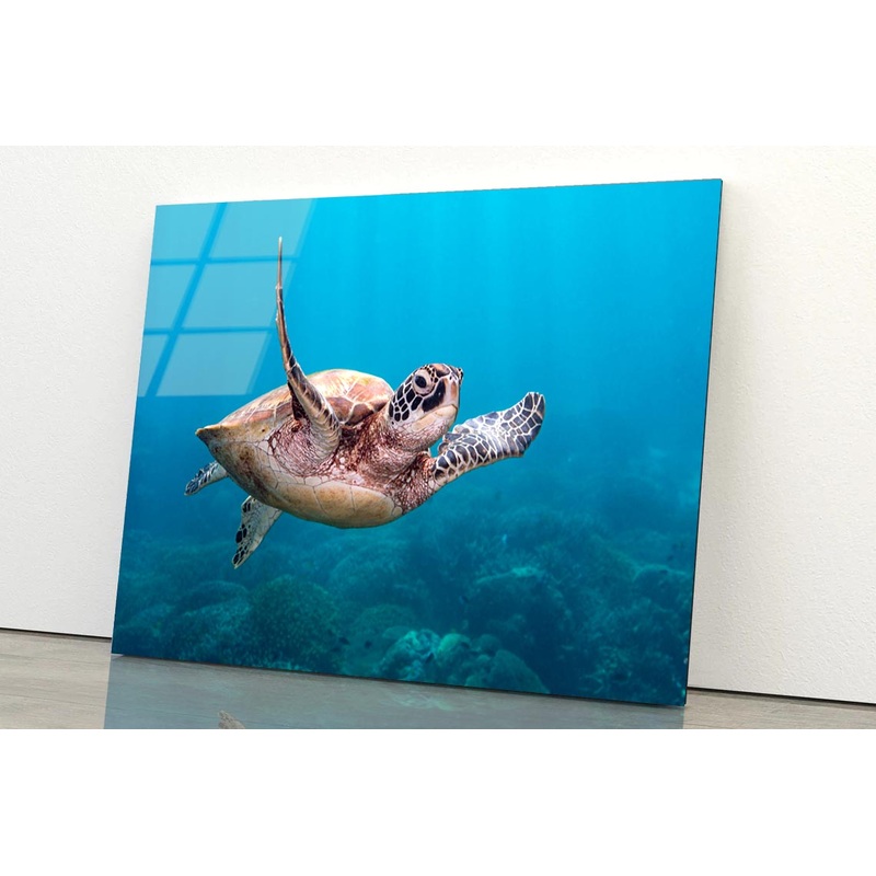Turtle Swimming in The Ocean Acrylic Glass Print Tempered Glass Wall Art 100% Made in Australia Ready to Hang
