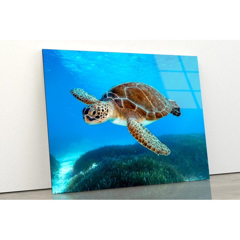 Turtle Swimming in The Ocean with A Lot of Water Acrylic Glass Print Tempered Glass Wall Art 100% Made in Australia Ready to Hang
