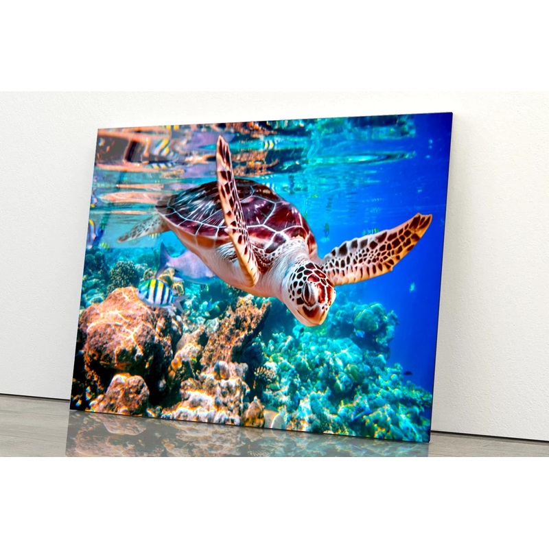 Turtle Swimming in The Ocean with Fish Acrylic Glass Print Tempered Glass Wall Art 100% Made in Australia Ready to Hang