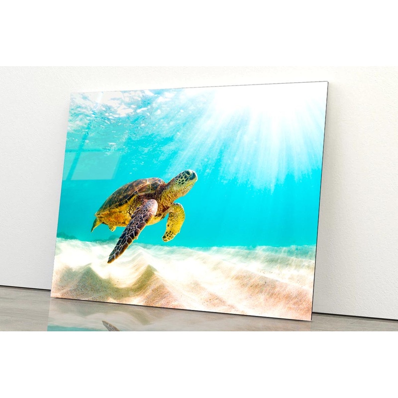 Turtle Swimming in The Ocean with Sun Shining Acrylic Glass Print Tempered Glass Wall Art 100% Made in Australia Ready to Hang