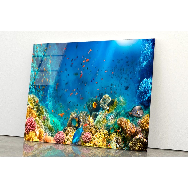 Underwater World Coral Fishes Of Red Sea  Acrylic Glass Print Tempered Glass Wall Art 100% Made in Australia Ready to Hang