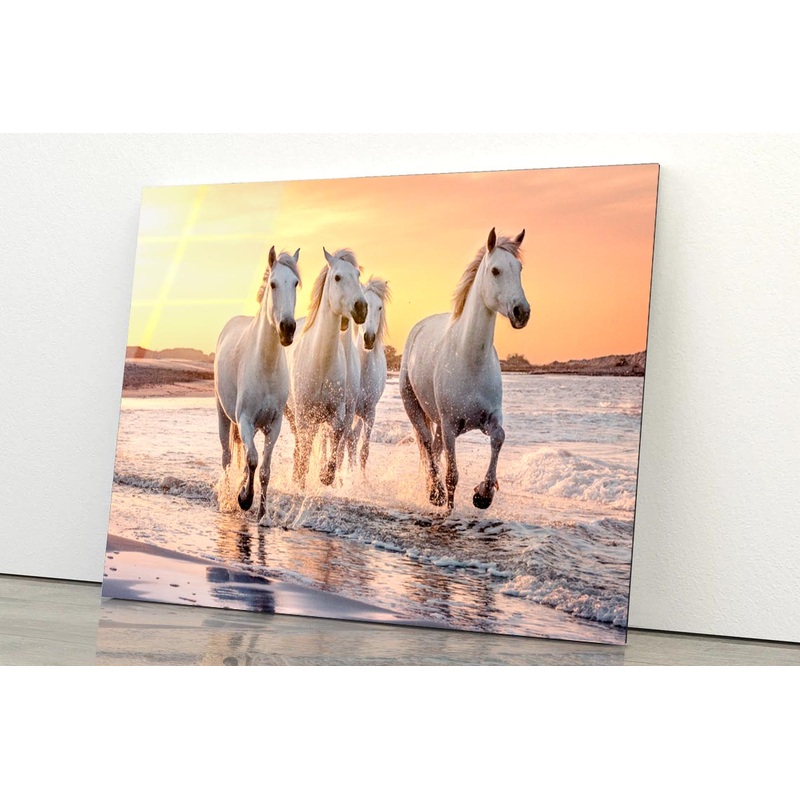 White Horses Running Through the Water at Sunset Acrylic Glass Print Tempered Glass Wall Art 100% Made in Australia Ready to Hang