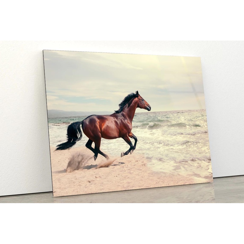Wonderful Marine Landscape with Beautiful Bay Horse Acrylic Glass Print Tempered Glass Wall Art 100% Made in Australia Ready to Hang