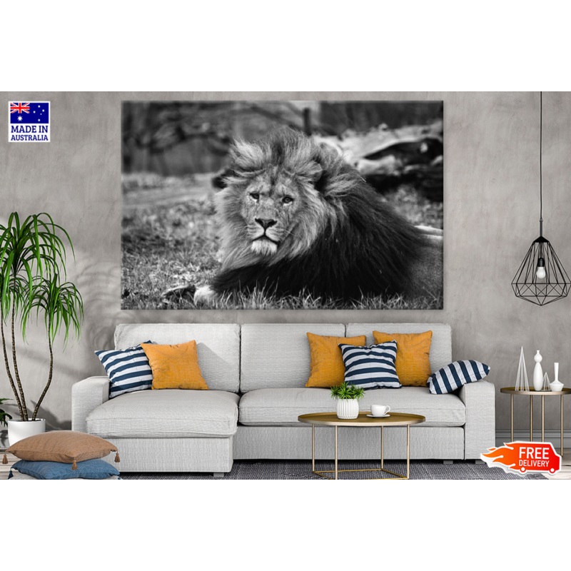B&W Lion Portrait Photograph Print 100% Australian Made